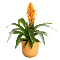 jazz rond 16cm jaune ambré